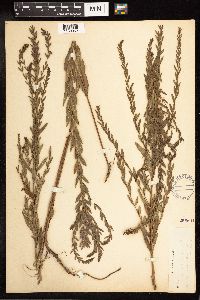 Lythrum alatum image
