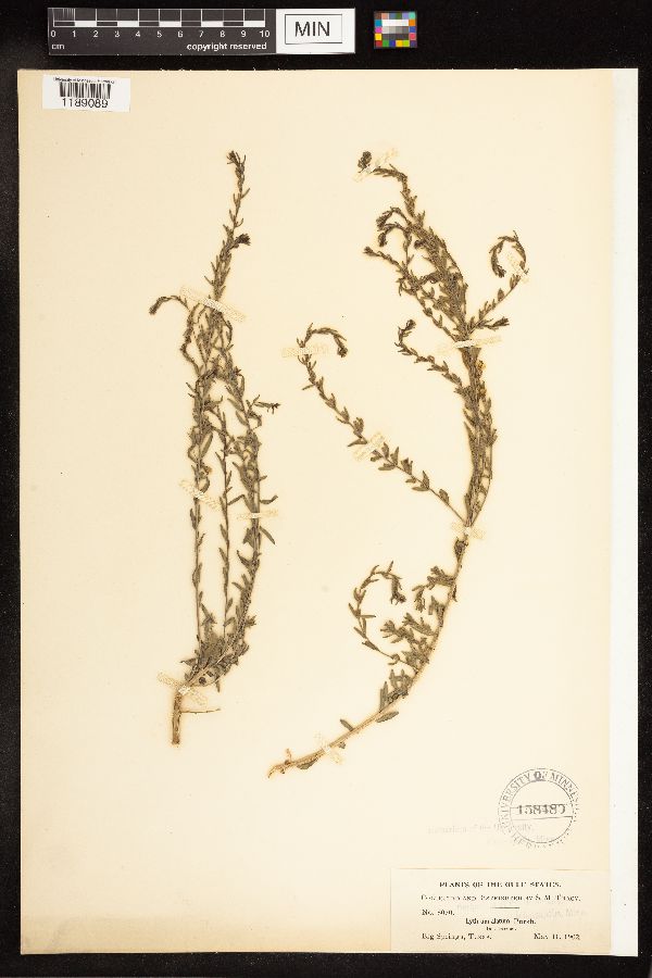 Lythrum linearifolium image