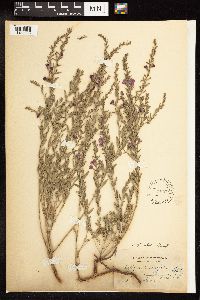 Lythrum linearifolium image