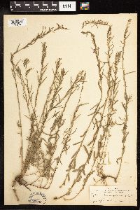 Lythrum linearifolium image