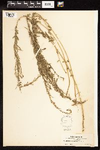 Lythrum linearifolium image