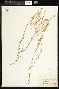 Lythrum linearifolium image