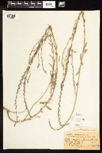 Lythrum linearifolium image