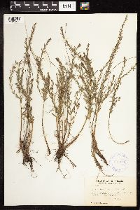 Lythrum linearifolium image