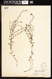 Lythrum linearifolium image