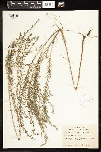 Lythrum linearifolium image