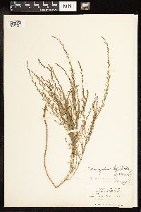 Lythrum linearifolium image