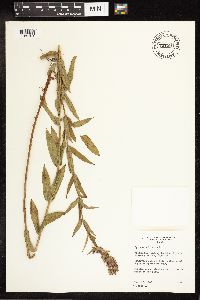 Lythrum salicaria image
