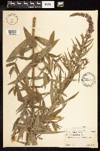 Lythrum salicaria image