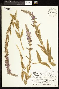 Lythrum salicaria image