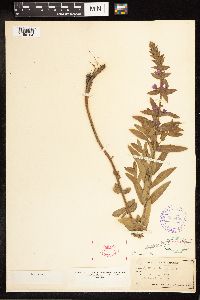 Lythrum salicaria image