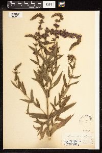 Lythrum salicaria image
