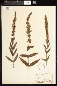 Lythrum salicaria image