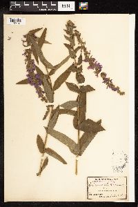 Lythrum salicaria image