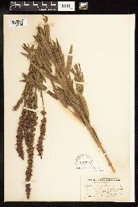 Lythrum salicaria image