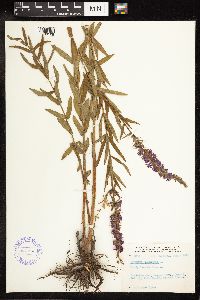 Lythrum salicaria image