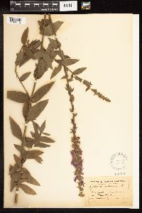 Lythrum salicaria image