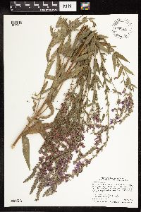 Lythrum salicaria image