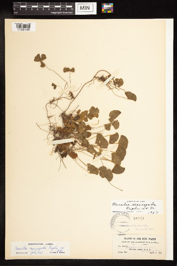 Marsilea macropoda image