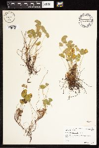 Marsilea macropoda image