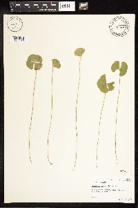 Marsilea macropoda image