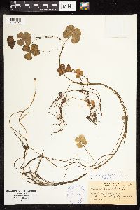 Marsilea quadrifolia image