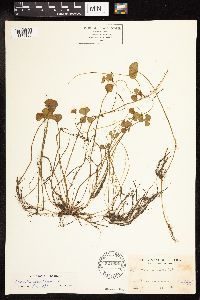 Marsilea quadrifolia image