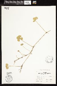 Marsilea quadrifolia image