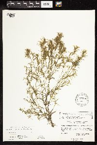 Najas flexilis image