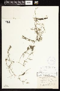 Najas flexilis image