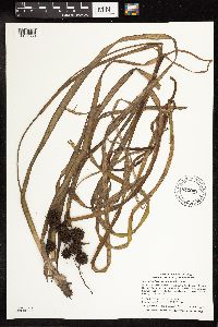 Sparganium fluctuans image