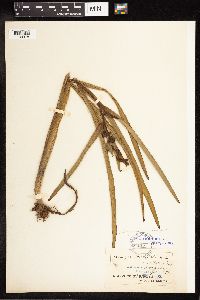 Sparganium americanum image