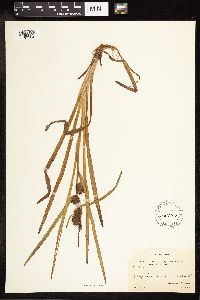 Sparganium americanum image