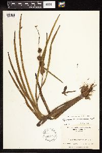 Sparganium americanum image