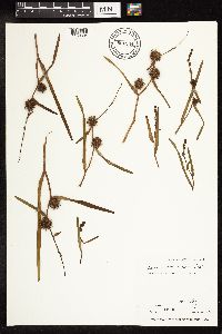 Sparganium americanum image