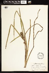 Sparganium americanum image