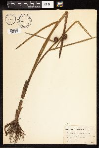 Sparganium americanum image