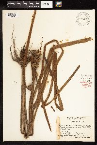 Sparganium americanum image