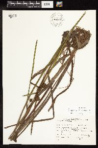 Sparganium americanum image