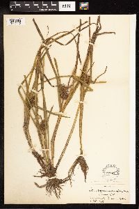 Sparganium androcladum image