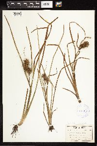 Sparganium androcladum image