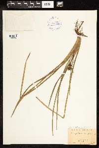 Sparganium androcladum image