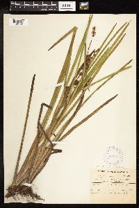 Sparganium androcladum image