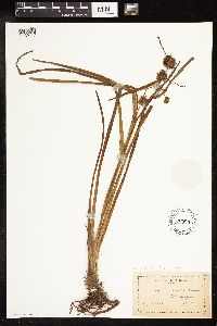 Sparganium androcladum image