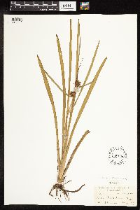 Sparganium androcladum image