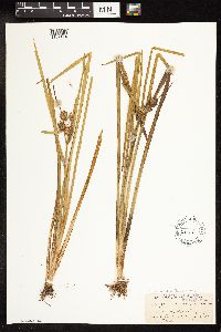 Sparganium androcladum image