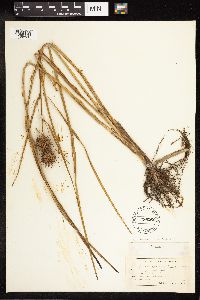 Sparganium androcladum image