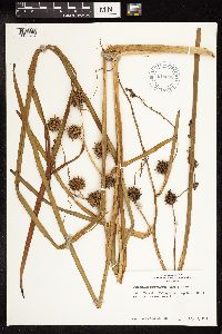 Sparganium androcladum image