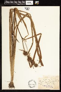 Sparganium androcladum image