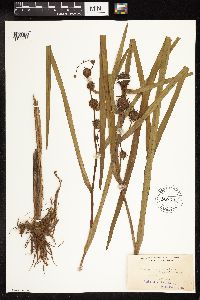 Sparganium androcladum image